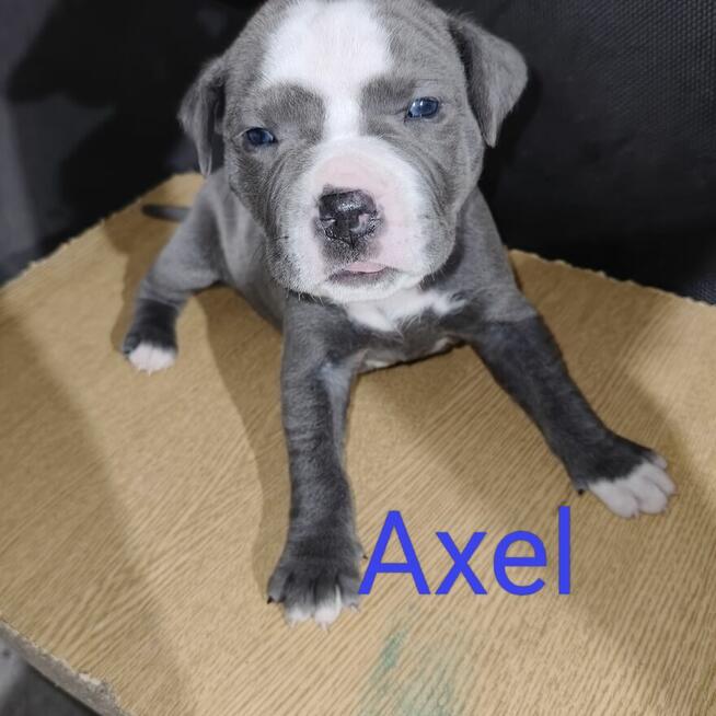 American Pit Bull Terrier