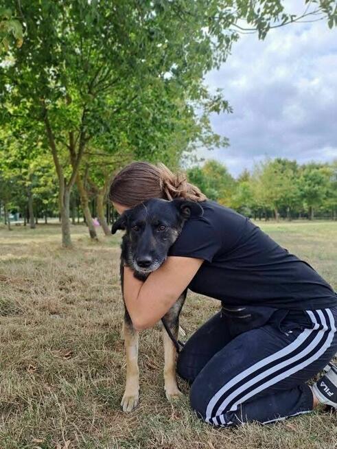 Suzi-delikatna średniej wielkości suczka do adopcji