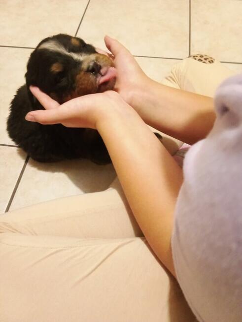 Berneńskie Psy Pasterskie