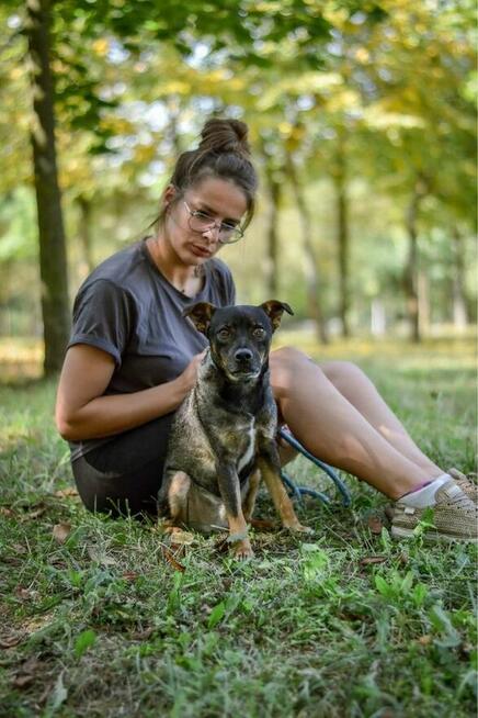 Bronek - delikatny młody pies bez ogonka czeka na dom-adopcja