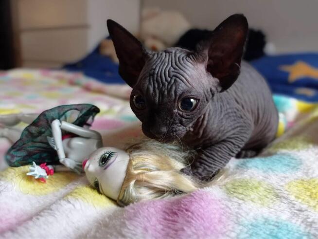 Płatna A/D ️ Gloria to mega Przytulas bardzo grzeczna Przek