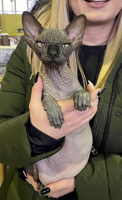 Adopcja 3 koty 1-3l , Czarna Pointka Sphynx i Bambino️ toy