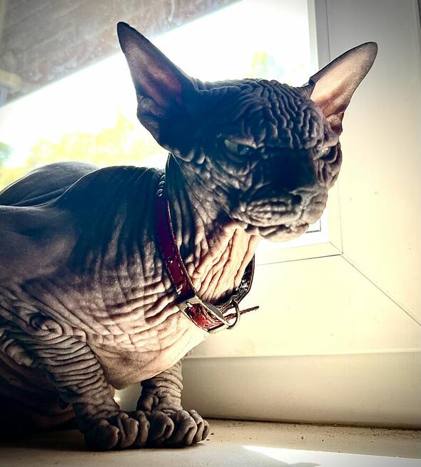 Adopcja 3 koty 1-3l , Czarna Pointka Sphynx i Bambino️ toy