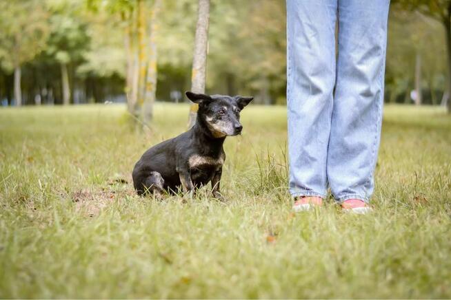 Agatka-nieśmiała mała suczka czeka na cierpliwy dom