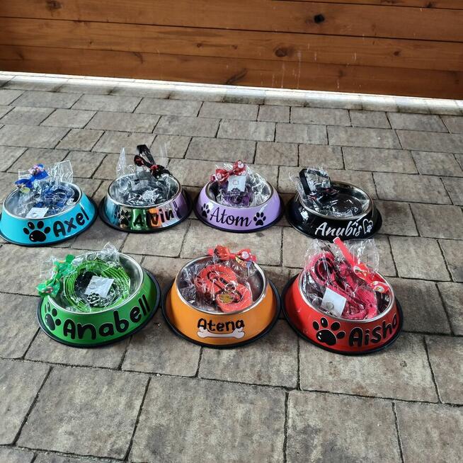 American Pit Bull Terrier