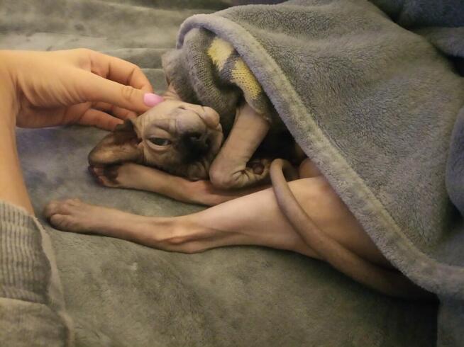 Sphynx • Sfonks i Likwidacja hodowli dorosle Kotetki • Wawa