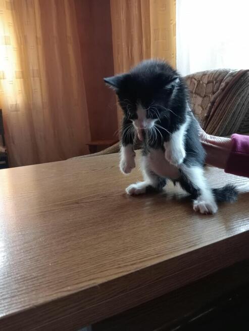 Dwa małe kotki do oddania.