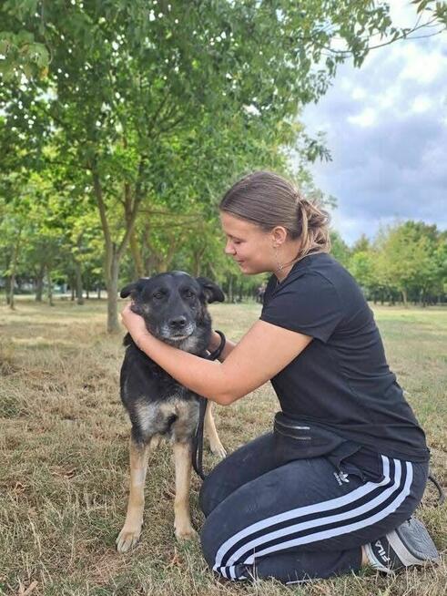 Suzi-delikatna średniej wielkości suczka do adopcji