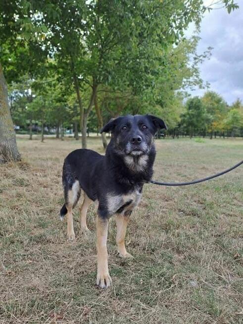 Suzi-delikatna średniej wielkości suczka do adopcji