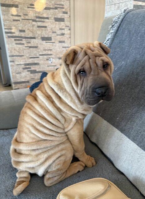Hodowla rasy shar pei Red Folds pr szczeniąt ur. 22.06.2025