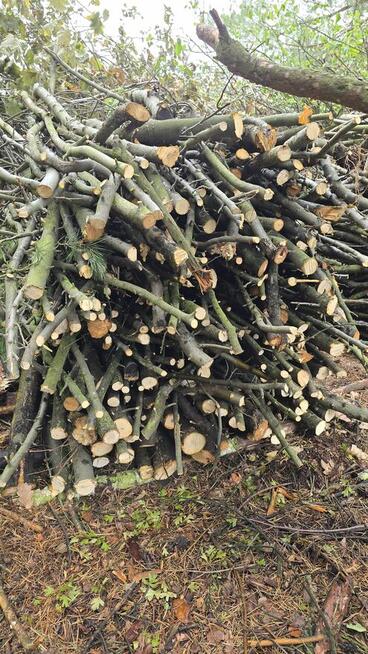 Jabłonka po wycince