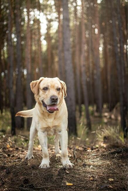 Dżeki-biszkoptowy labrador czeka na dom - adopcja