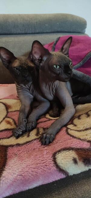 Sphynx • Sfonks i Likwidacja hodowli dorosle Kotetki • Wawa