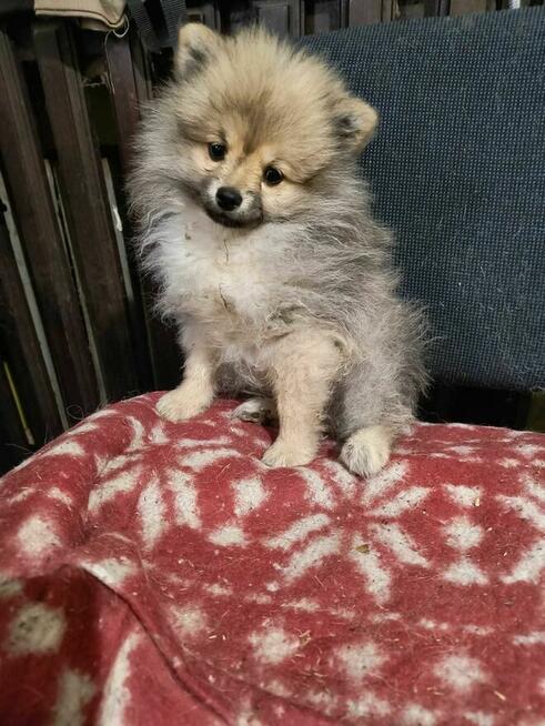 szpic miniaturowy ,pomeranian malutki