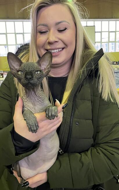 Adopcja 3 koty 1-3l , Czarna Pointka Sphynx i Bambino️ toy