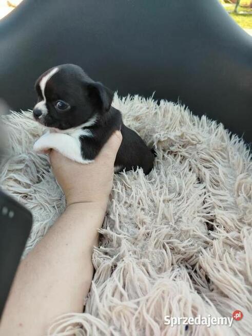Szczeniaki pieski chihuahua