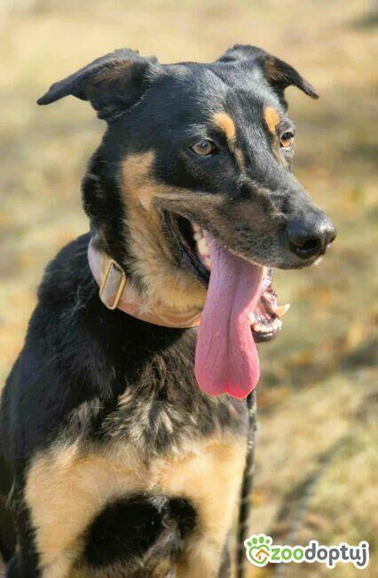 FIGARO - aktywny, wesoły, super pies do adopcji