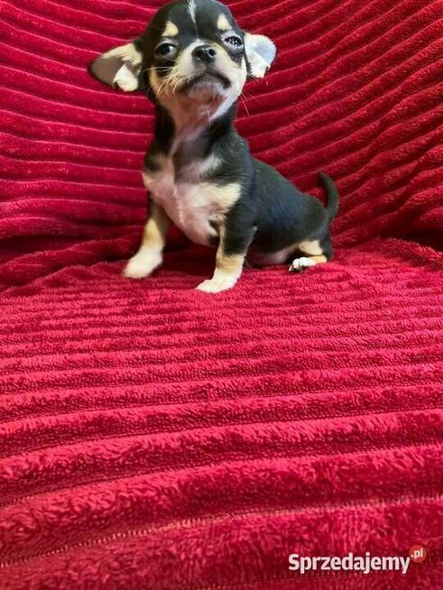 Śliczny piesek chihuahua