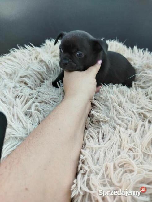 Szczeniaki pieski chihuahua