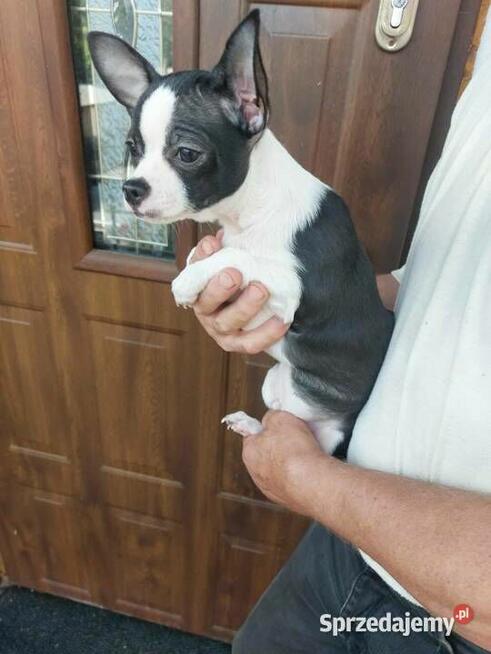 Piesek chihuahua biało czarny