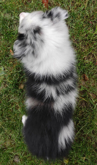 Szczenię BORDER COLLIE z Hodowli - Rasowy pies z pełną dok.