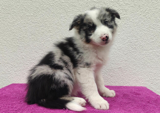 Szczenię BORDER COLLIE z Hodowli - Rasowy pies z pełną dok.