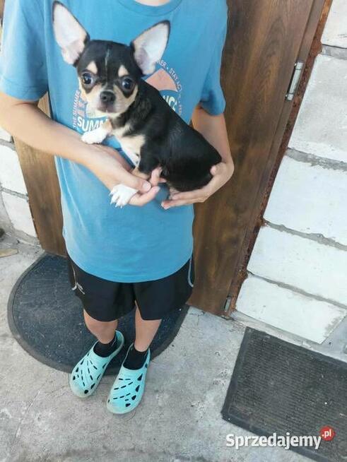 Śliczny piesek chihuahua