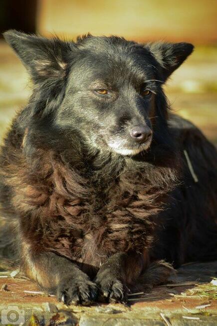 Bleki - suczka o kocim sercu szuka domu