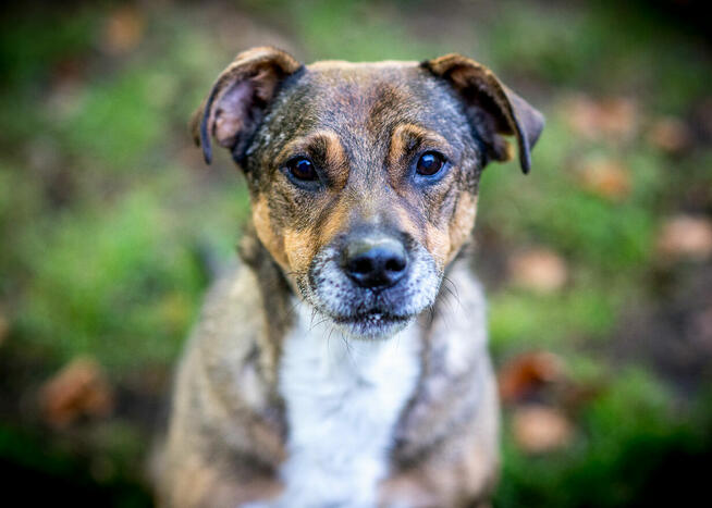 Senior Toro w typie TTB szuka doświadczonego opiekuna