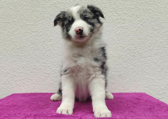 Szczenię BORDER COLLIE z Hodowli - Rasowy pies z pełną dok.