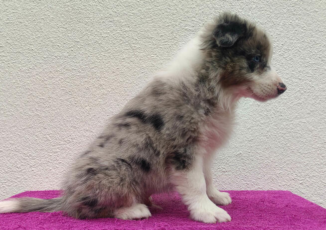 Piękny pies BORDER COLLIE z Hodowli - Rasowy z pełną dok.