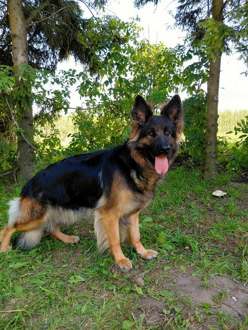 Szczenięta CZARNY PIESEK Owczarek Niemiecki Długowłosy