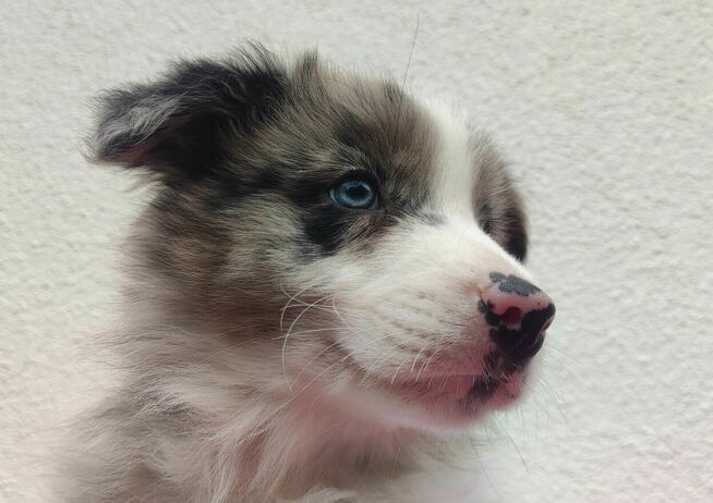 Piękny pies BORDER COLLIE z Hodowli - Rasowy z pełną dok.