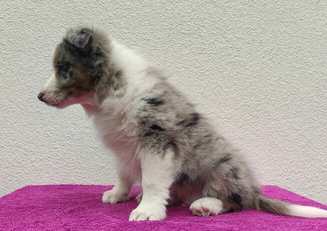 Piękny pies BORDER COLLIE z Hodowli - Rasowy z pełną dok.