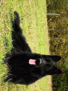 Szczenięta Owczarek Niemiecki Długowłosy