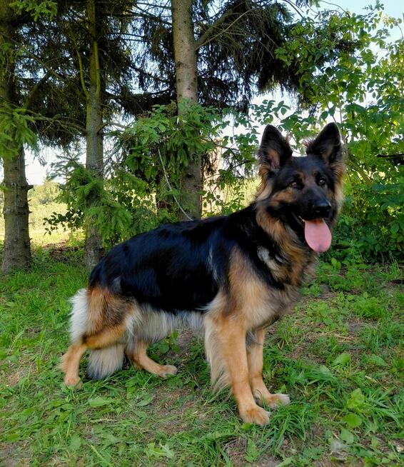 Szczenięta CZARNY PIESEK Owczarek Niemiecki Długowłosy