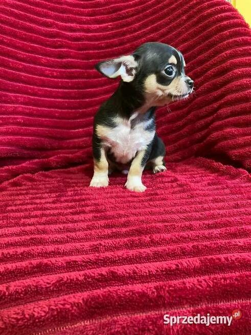 Śliczny piesek chihuahua