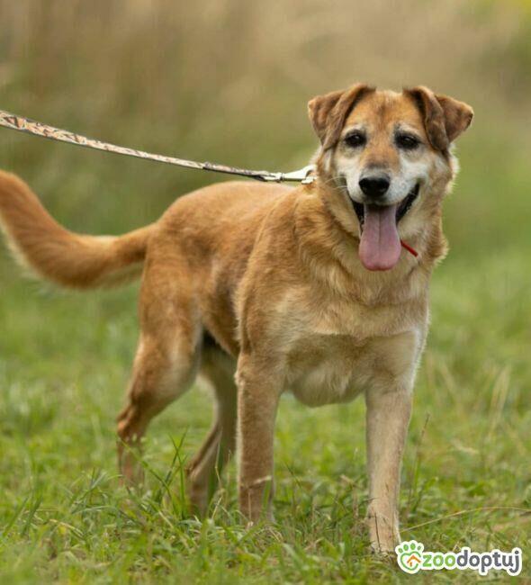 WICEK - kochany seniorek szuka dobrego domu