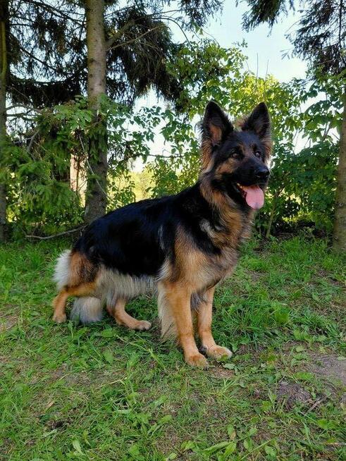 Szczenięta Owczarek Niemiecki Długowłosy