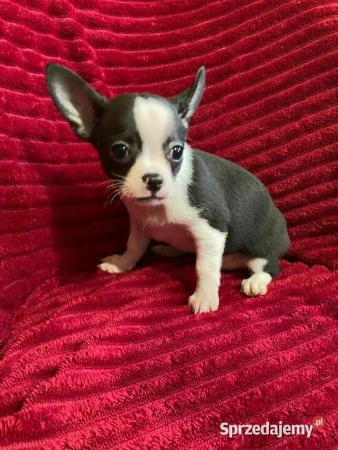 Piesek chihuahua biało czarny