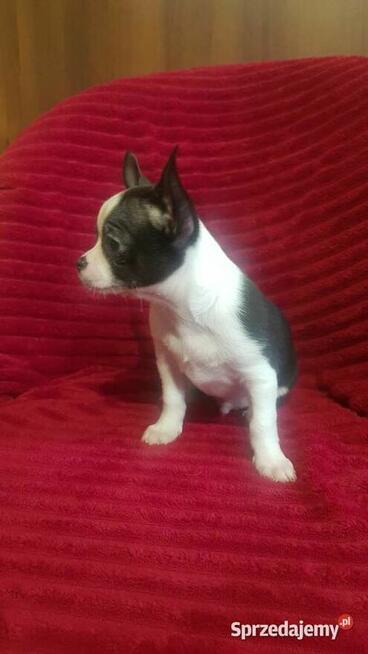Piesek chihuahua biało czarny