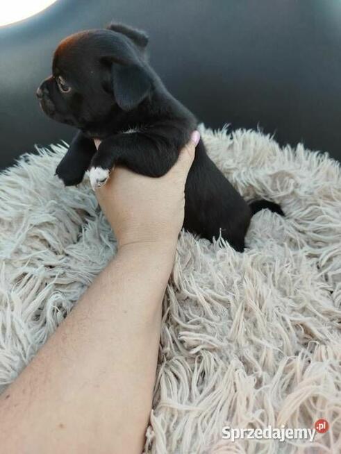 Szczeniaki pieski chihuahua