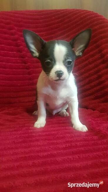 Piesek chihuahua biało czarny