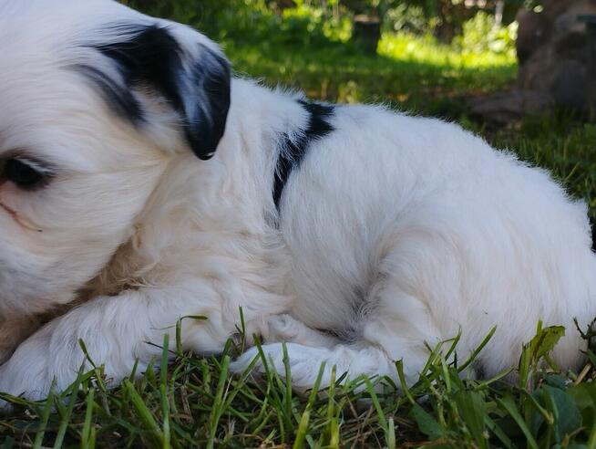 piesek w dobre ręce