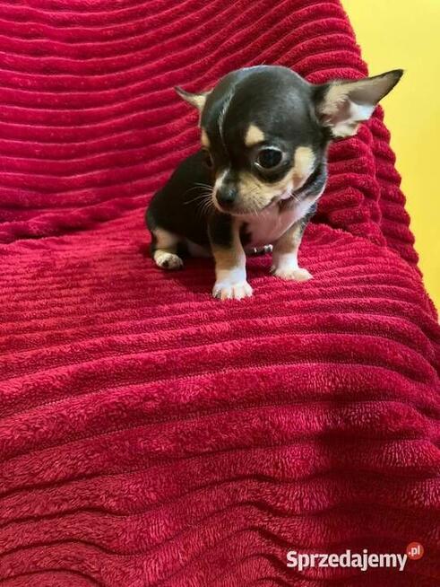 Śliczny piesek chihuahua