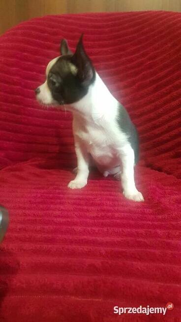 Piesek chihuahua biało czarny