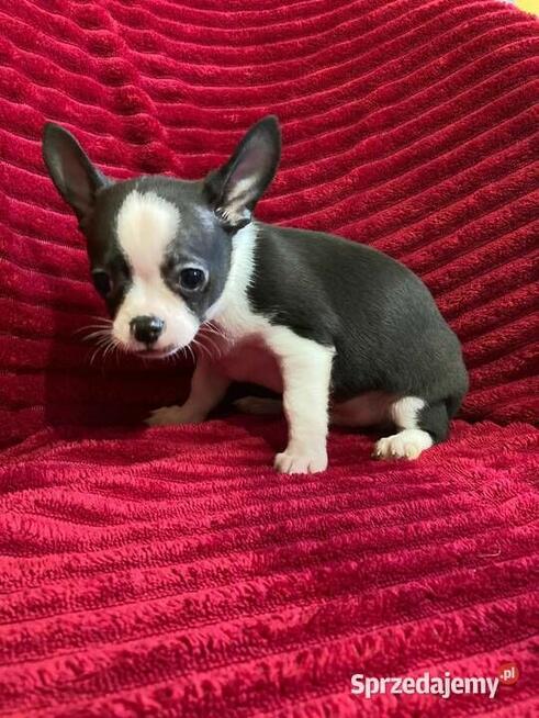 Piesek chihuahua biało czarny