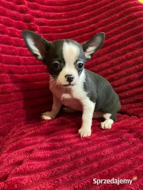 Piesek chihuahua biało czarny
