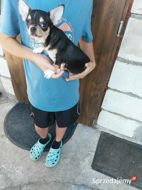 Śliczny piesek chihuahua