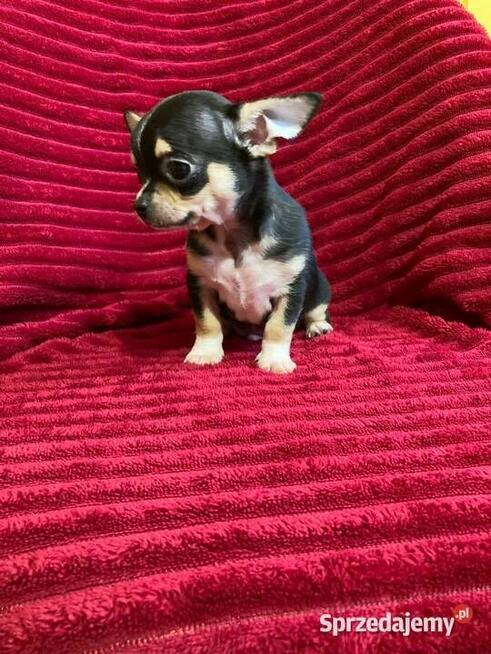 Śliczny piesek chihuahua